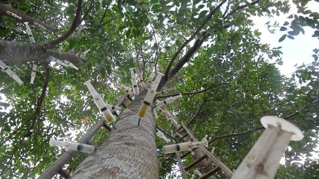 3 phương pháp tạo trầm nhân tạo trên cây Dó bầu