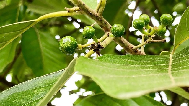 Bột keo bời lời – thành phần không thể thiếu trong sản xuất hương nhang