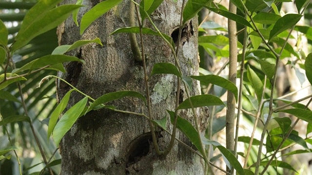 Các yếu tố quyết định giá cả của trầm hương