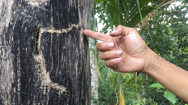 Các yếu tố quyết định giá cả của trầm hương