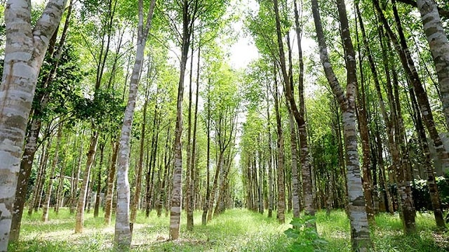 Cây trầm hương rừng