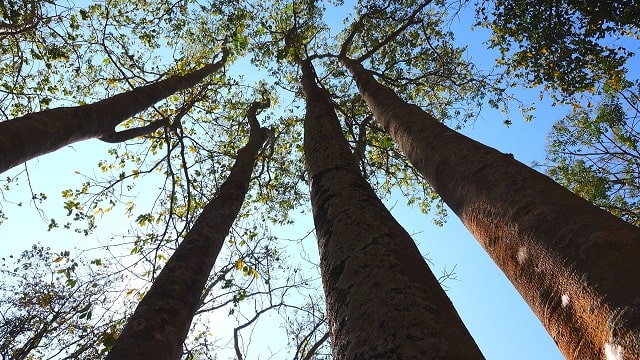 Cây trầm hương rừng