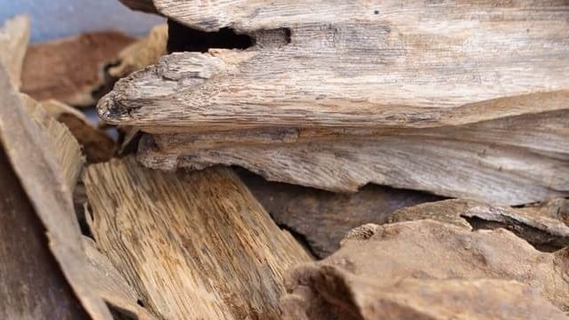 Cây trầm hương rừng