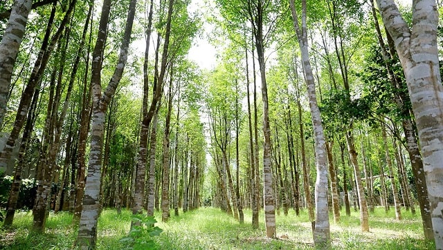 Cơ chế hình thành trầm hương ở cây Dó Bầu