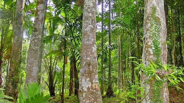 Đặc điểm cây Trầm hương