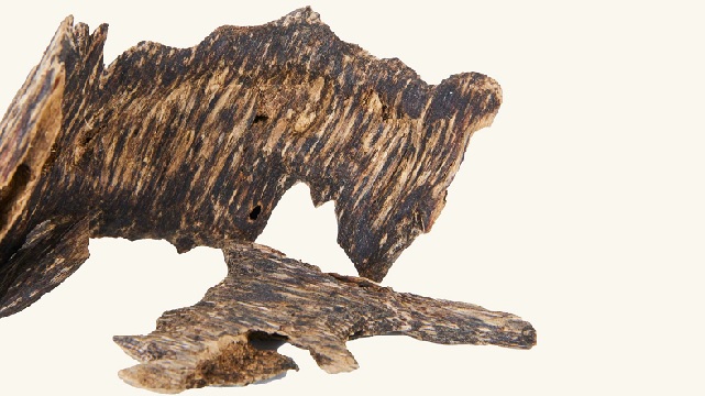 Đặc điểm của trầm Nha Trang