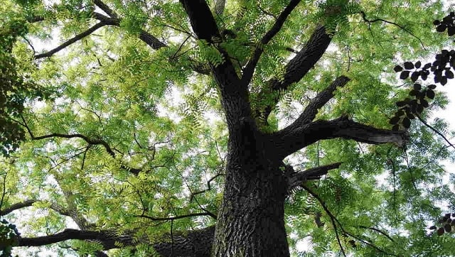 Đặc điểm và sự khác biệt giữa Trầm hương và Đàn hương