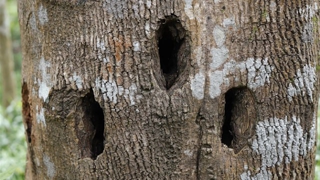 Hiểu về trầm hương nhân tạo