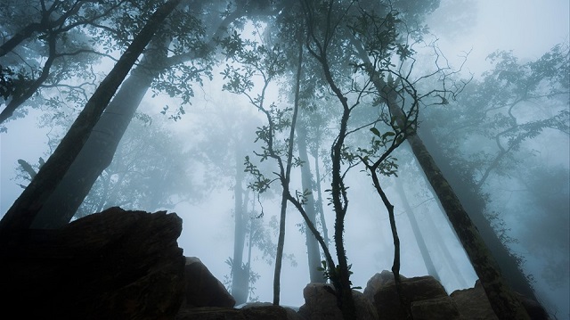 Ngậm ngải tìm trầm