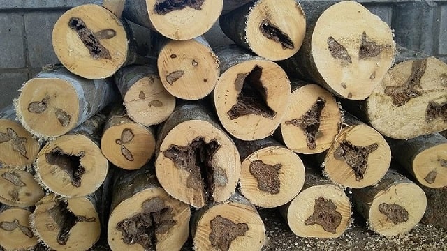Nguồn gốc và sự phát triển của trầm hương