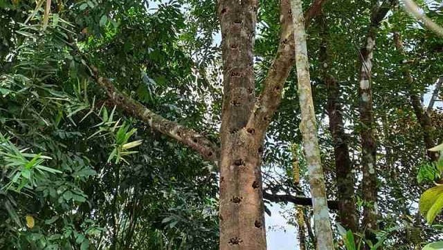 Phân loại trầm hương