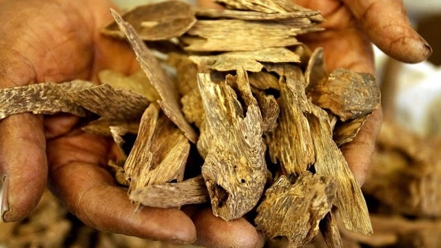 Tại sao trầm hương quý và đắt hơn vàng?