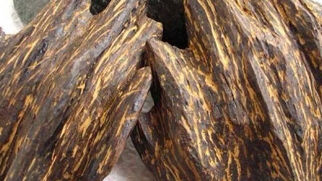 Tại sao trầm hương tự nhiên lại quý và đắt hơn vàng?