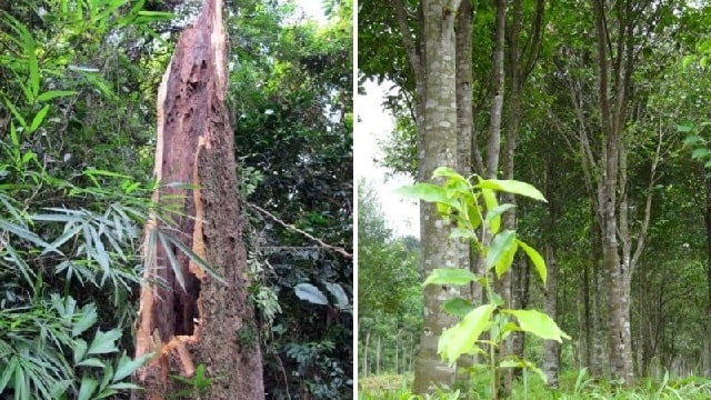 Thu hoạch Trầm Hương từ cây Dó bầu