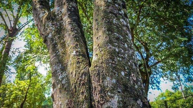 Trầm Hương: Truyền thiết & Ý nghĩa tâm linh