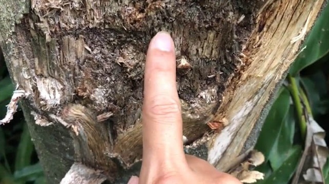 Trầm hương tự nhiên và nghề "ngậm ngải tìm trầm"