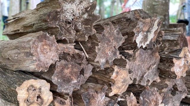 Trầm hương với Sức khỏe & Tinh thần