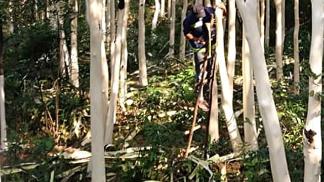 Trầm Sánh ghép là gì? Ưu nhược điểm