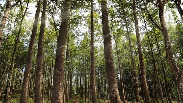 Vị trí địa lý và điều kiện tự nhiên giúp trầm hương Khánh Hòa có chất lượng vượt trội